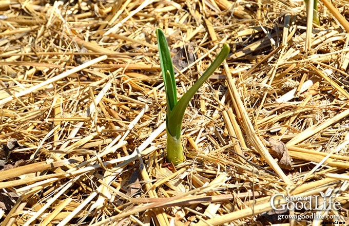 Planting Garlic in the Fall