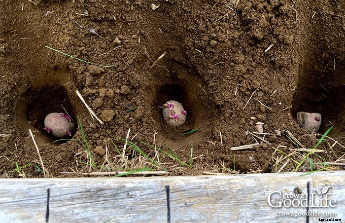 Planting Potatoes the Grow Biointensive Way