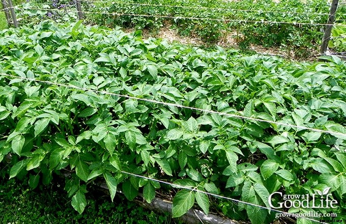 Planting Potatoes the Grow Biointensive Way