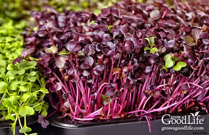 How to Grow Microgreens Indoors