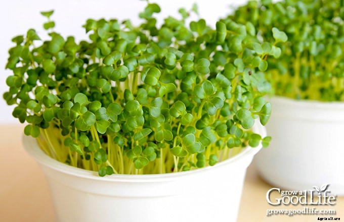 How to Grow Microgreens Indoors