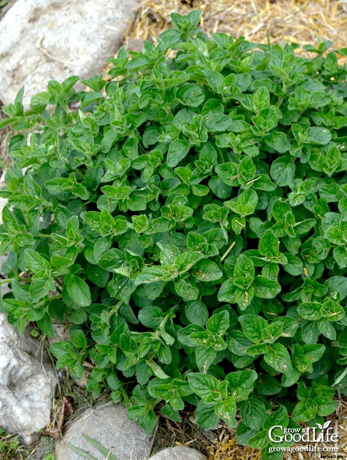 13 Culinary Herbs That Grow in Partial Shade