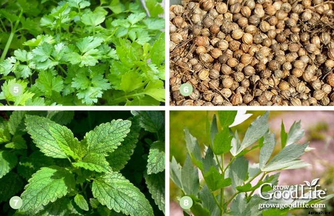 13 Culinary Herbs That Grow in Partial Shade