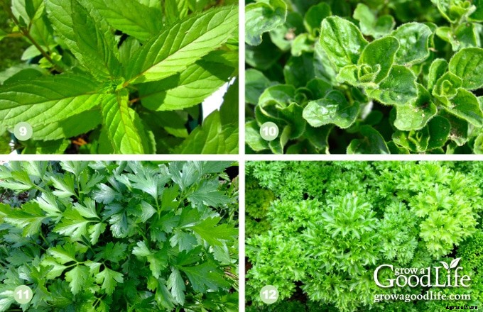 13 Culinary Herbs That Grow in Partial Shade