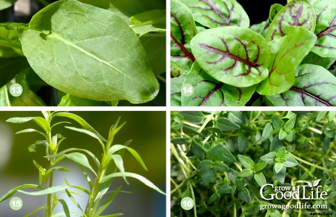 13 Culinary Herbs That Grow in Partial Shade