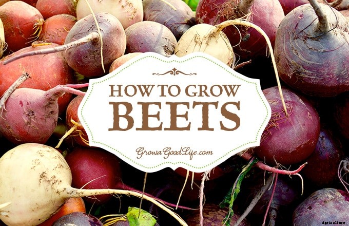 How to Grow Beets from Seed to Harvest