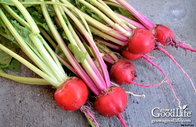 How to Grow Beets from Seed to Harvest