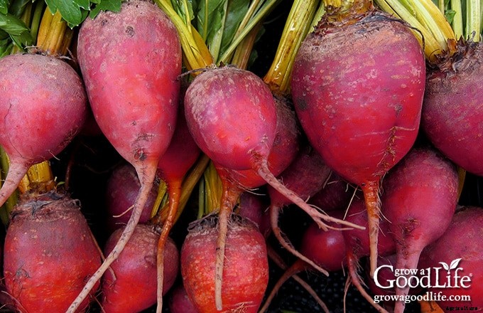 How to Grow Beets from Seed to Harvest