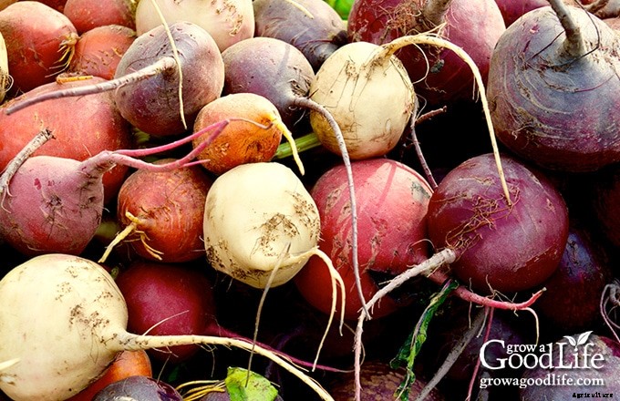 How to Grow Beets from Seed to Harvest