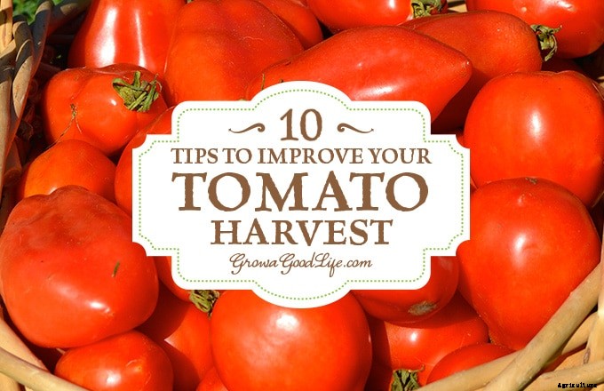 Growing Tomatoes: 10 Tips to Improve Your Tomato Harvest