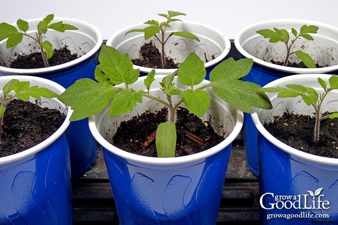 Growing Tomatoes: 10 Tips to Improve Your Tomato Harvest