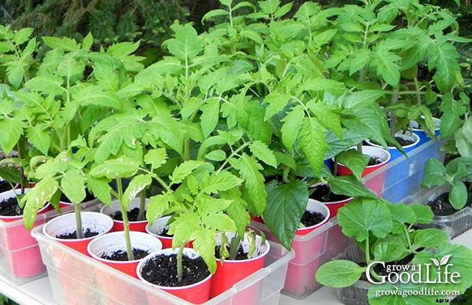 Growing Tomatoes: 10 Tips to Improve Your Tomato Harvest