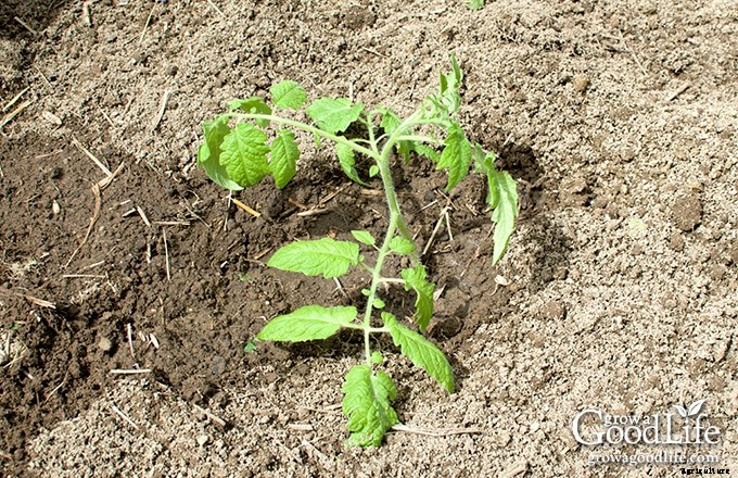 Growing Tomatoes: 10 Tips to Improve Your Tomato Harvest