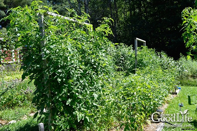 Growing Tomatoes: 10 Tips to Improve Your Tomato Harvest