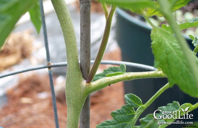 Growing Tomatoes: 10 Tips to Improve Your Tomato Harvest