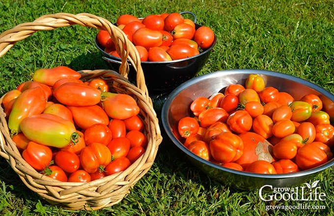 Growing Tomatoes: 10 Tips to Improve Your Tomato Harvest