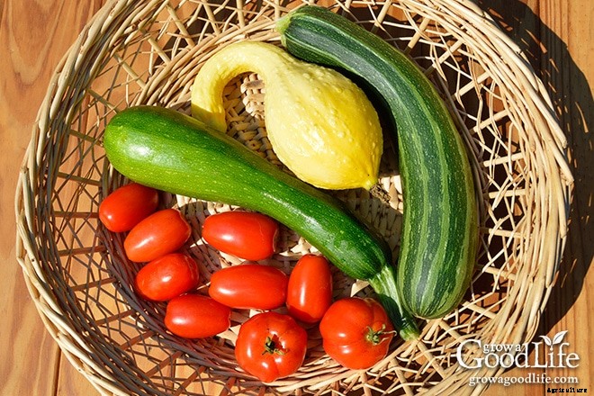 7 Tips for a Low-Maintenance Vegetable Garden