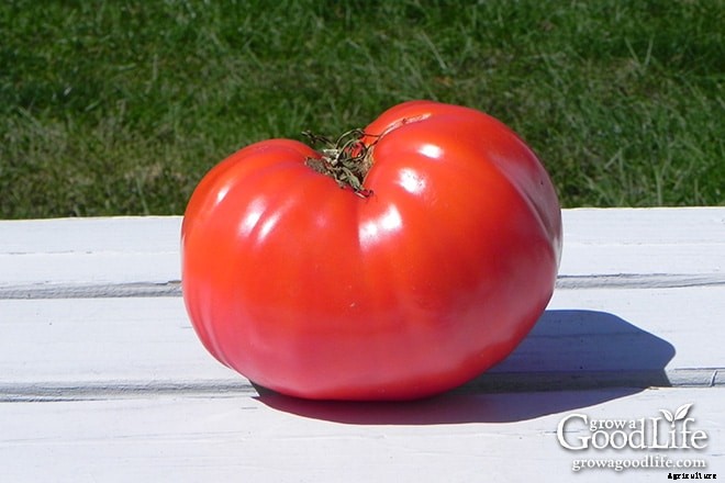 7 Tips for a Low-Maintenance Vegetable Garden