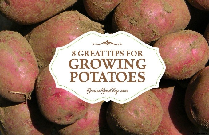 8 Great Tips for Growing Potatoes