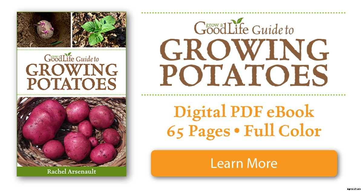 8 Great Tips for Growing Potatoes