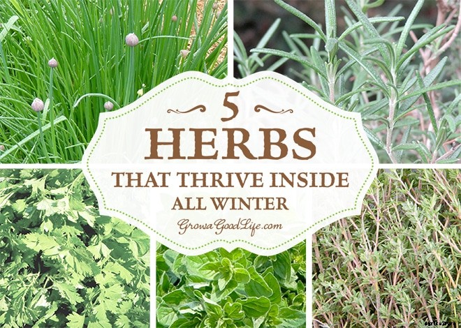 Grow a Good Life’s Top 10 Posts of 2016