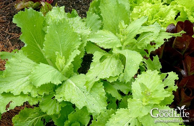 30+ Vegetables That Grow in Shade