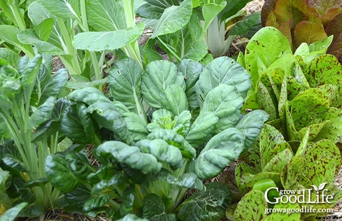 30+ Vegetables That Grow in Shade