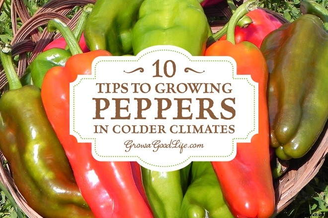 10 Tips to Growing Peppers in Colder Climates