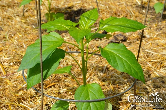 10 Tips to Growing Peppers in Colder Climates