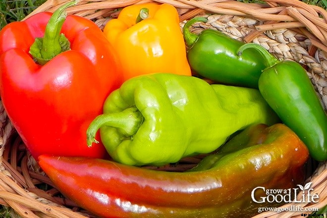 10 Tips to Growing Peppers in Colder Climates