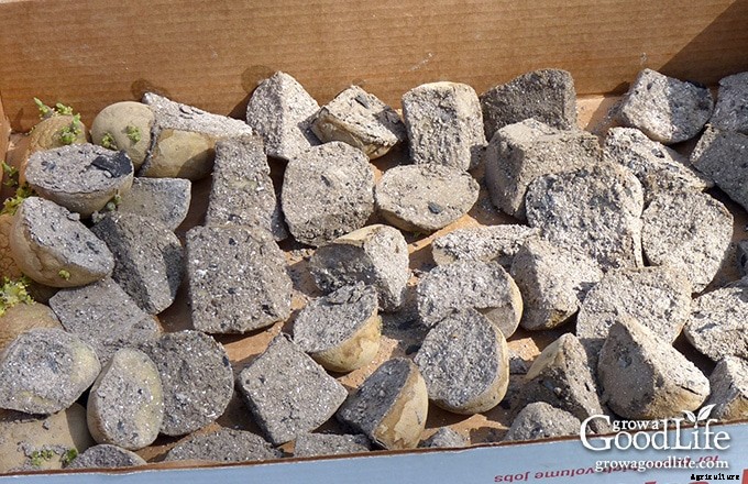 Chitting Potatoes Gives Them a Head Start