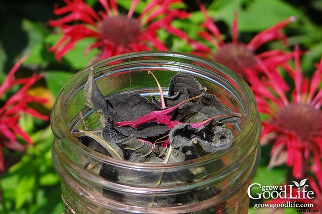 How to Grow, Harvest, and Preserve Bee Balm (Monarda)