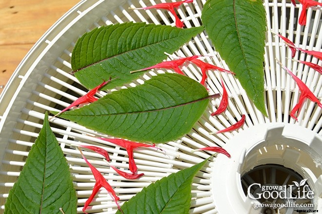 How to Grow, Harvest, and Preserve Bee Balm (Monarda)