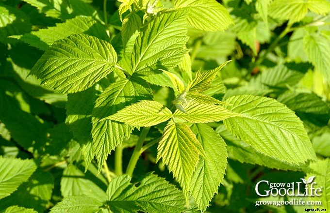 How to Harvest & Preserve Red Raspberry Leaf Tea
