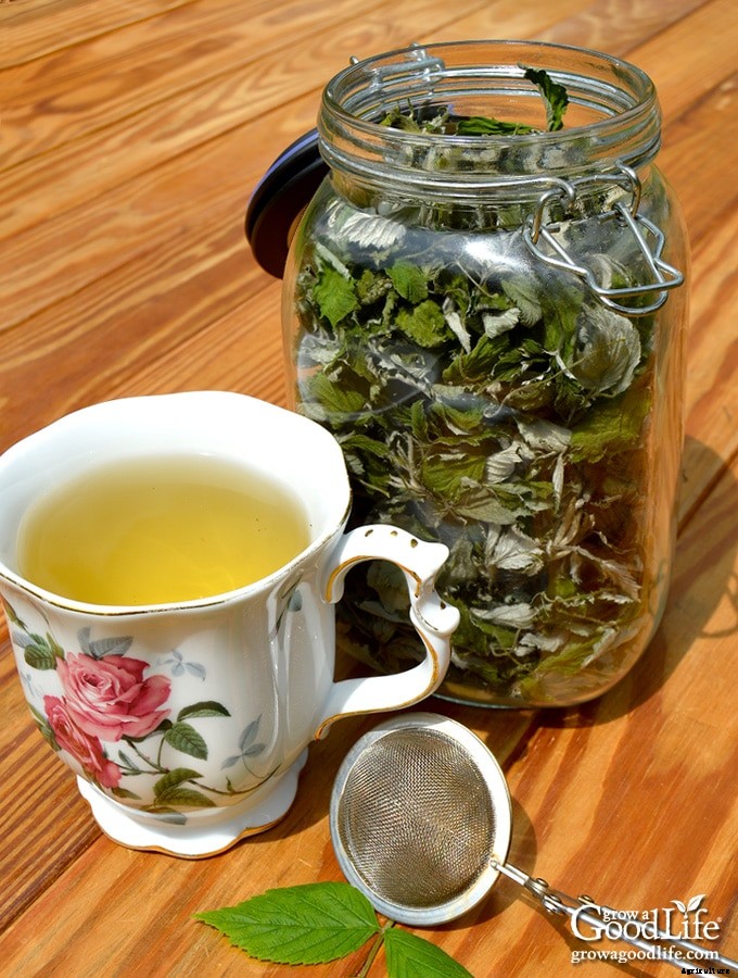 How to Harvest & Preserve Red Raspberry Leaf Tea