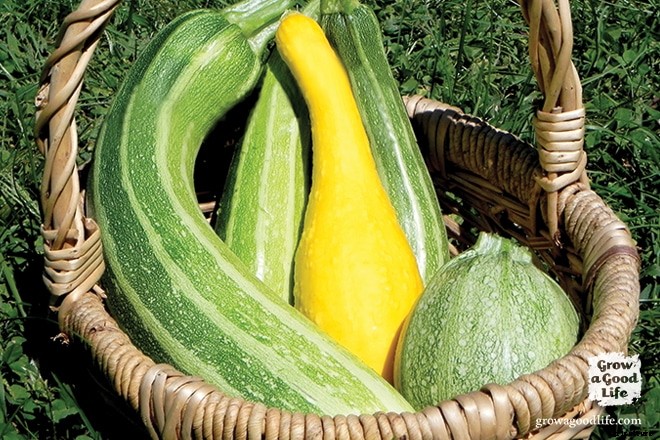 Growing Summer Squash Vertically