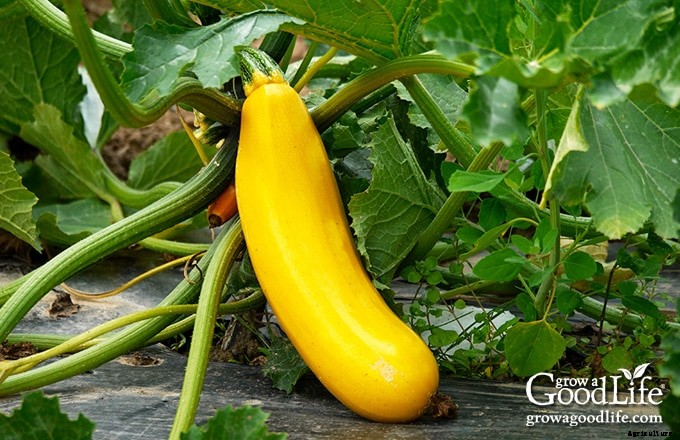 Growing Summer Squash Vertically