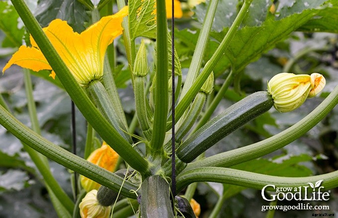Growing Summer Squash Vertically