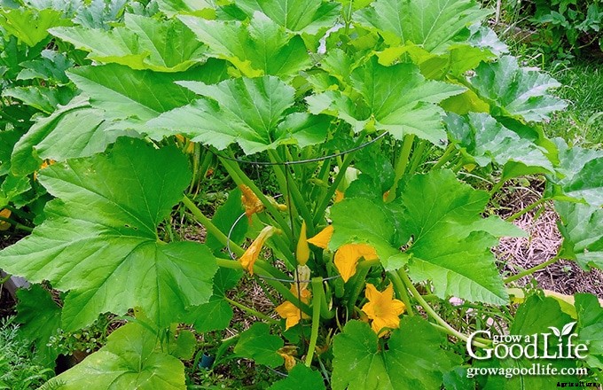 Growing Summer Squash Vertically