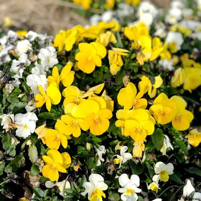 8 Flowers to Grow in Your Vegetable Garden