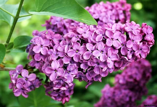 8 Flowers to Grow in Your Vegetable Garden