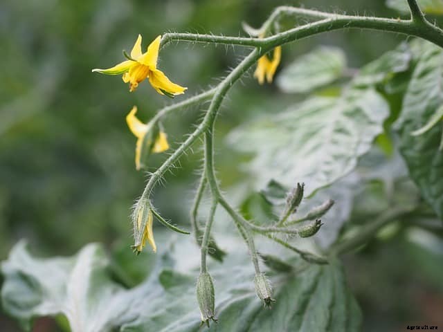 How long after flowers do tomatoes appear?