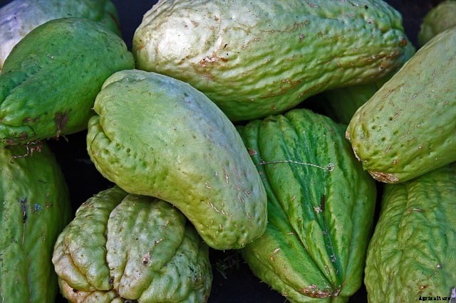 How to Grow Chayote Squash – A Guide