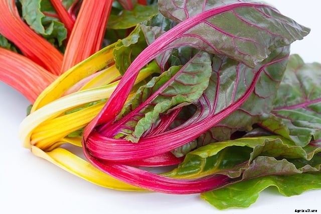 14 Vegetables to Grow for Colorful Cooking