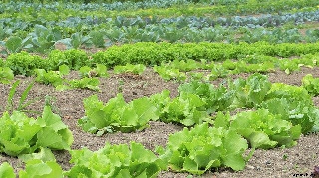 What is the best fertilizer for gardens?