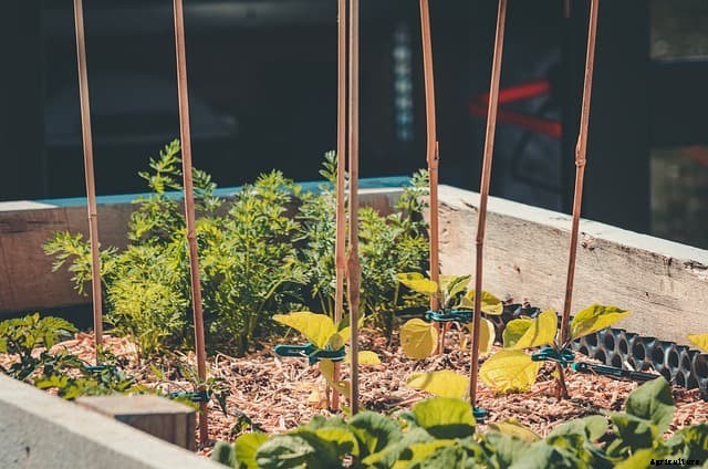 How Should Raised Beds Be Oriented?