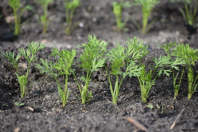How Long Does It Take to Grow Carrots From Seeds?