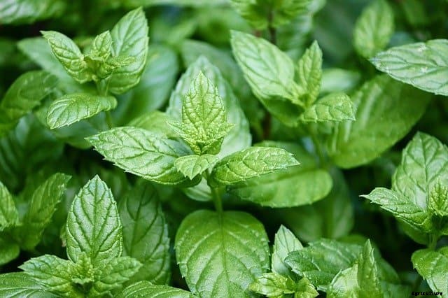 8 Herbs to Grow to Help with Dry Skin