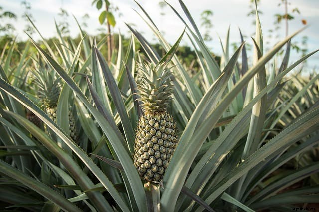 Do pineapples grow on trees?