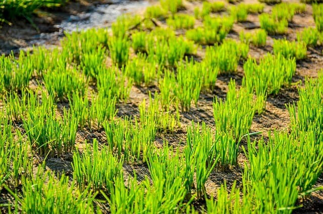 Can You Plant Alliums in the Spring?